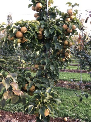 Asian Pear_c0353373_00085235.jpg