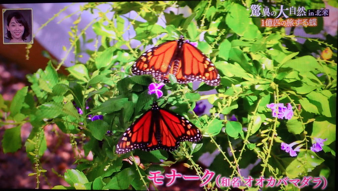 世界の珍蝶 オオカバマダラ大移動21 11 13 蝶散歩