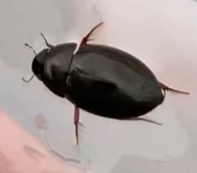 川でゲンゴロウっぽい黒くて小さい昆虫を発見 昆虫ブログ むし探検広場