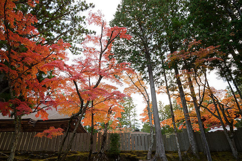 2021年和歌山の紅葉@高野山 其の二_f0032011_19523537.jpg