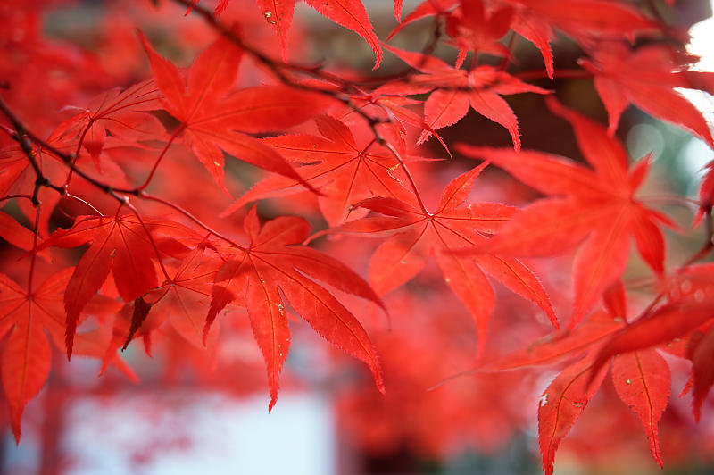 2021年和歌山の紅葉@高野山 其の二_f0032011_19523627.jpg