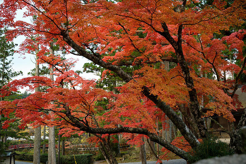 2021年和歌山の紅葉@高野山 其の二_f0032011_19523675.jpg