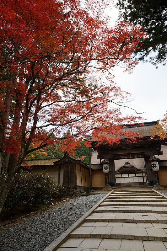 2021年和歌山の紅葉@高野山 其の二_f0032011_19523733.jpg