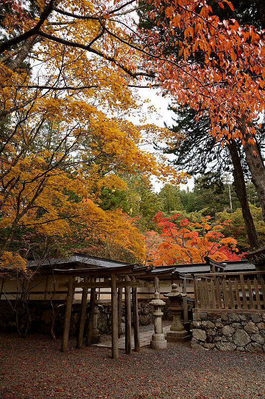 2021年和歌山の紅葉@高野山 其の二_f0032011_19540608.jpg