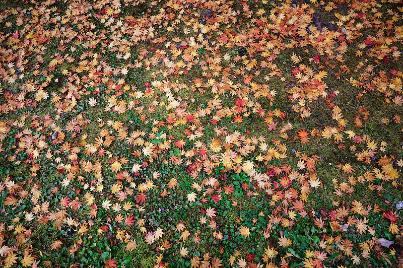 2021年和歌山の紅葉@高野山 其の二_f0032011_19540711.jpg