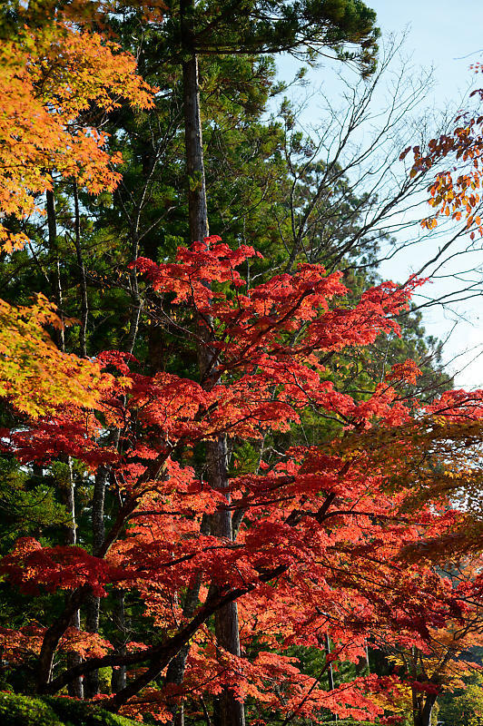 2021年和歌山の紅葉@高野山 其の二_f0032011_19540723.jpg