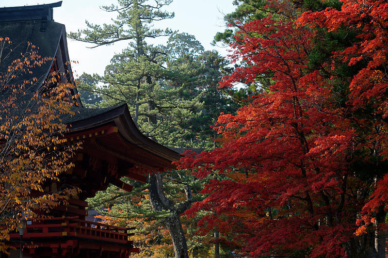 2021年和歌山の紅葉@高野山 其の二_f0032011_19540743.jpg