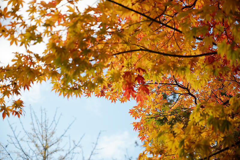 2021年和歌山の紅葉@高野山 其の二_f0032011_19540755.jpg