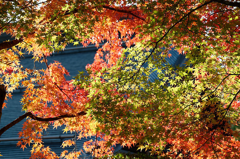 2021年和歌山の紅葉@高野山 其の二_f0032011_19540803.jpg