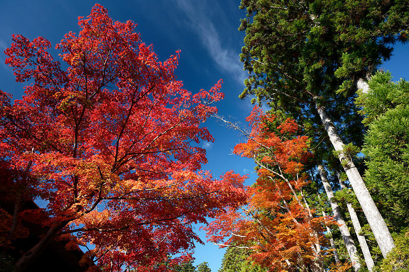 2021年和歌山の紅葉@高野山 其の二_f0032011_19551448.jpg