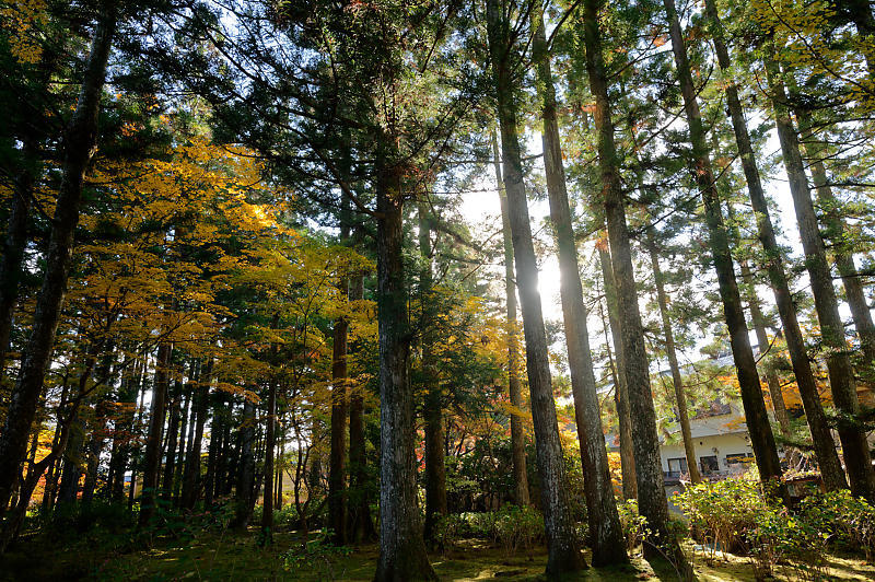 2021年和歌山の紅葉@高野山 其の二_f0032011_19551520.jpg