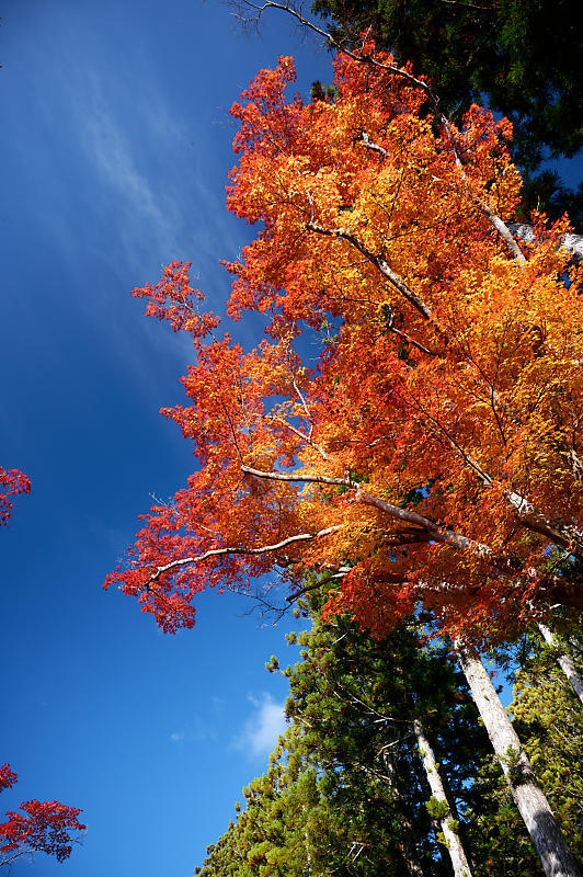 2021年和歌山の紅葉@高野山 其の二_f0032011_20060677.jpg