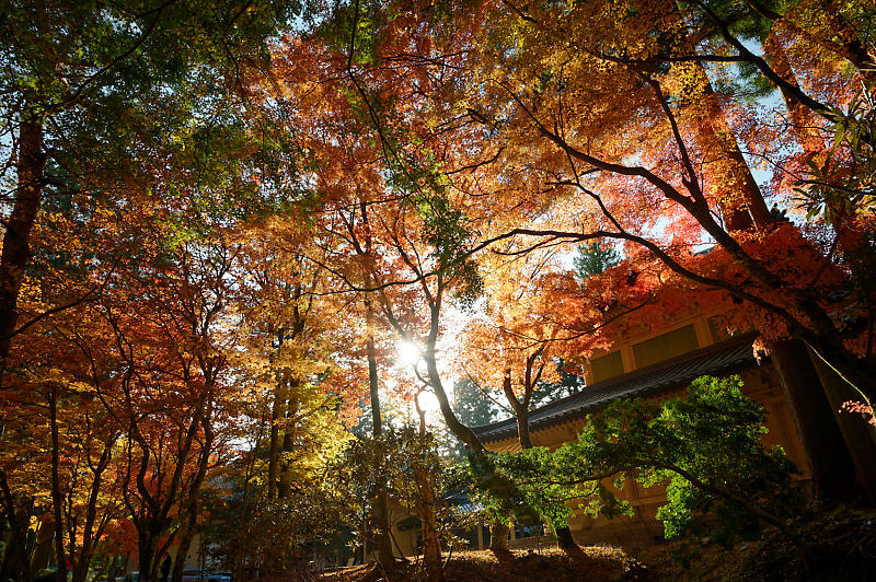 2021年和歌山の紅葉@高野山 其の三_f0032011_20522211.jpg