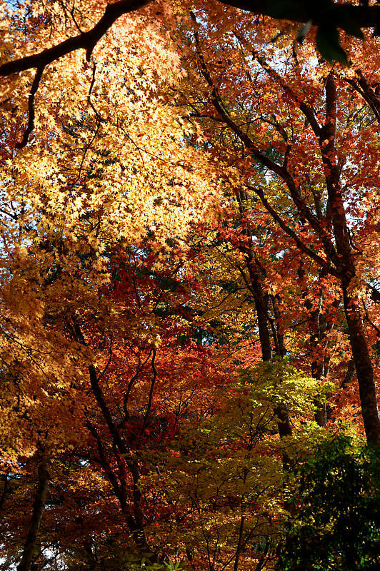 2021年和歌山の紅葉@高野山 其の三_f0032011_20522225.jpg