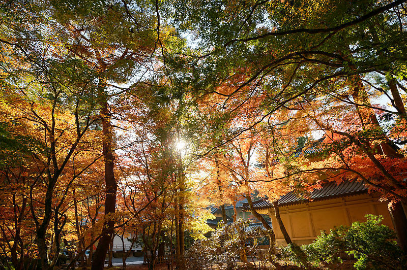2021年和歌山の紅葉@高野山 其の三_f0032011_20522273.jpg