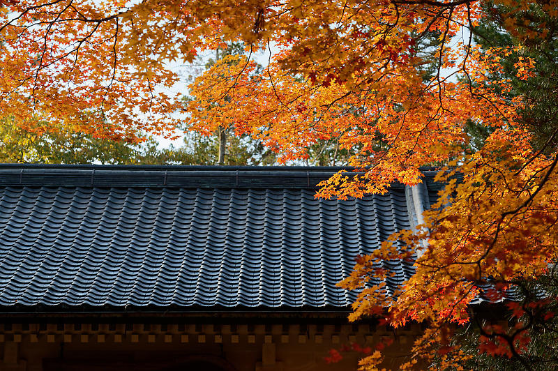 2021年和歌山の紅葉@高野山 其の三_f0032011_20522321.jpg