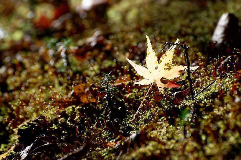 2021年和歌山の紅葉@高野山 其の三_f0032011_20522387.jpg