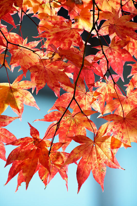 2021年和歌山の紅葉@高野山 其の三_f0032011_20522388.jpg