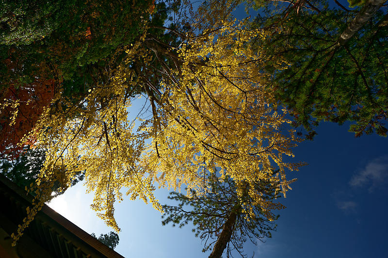 2021年和歌山の紅葉@高野山 其の三_f0032011_20522459.jpg