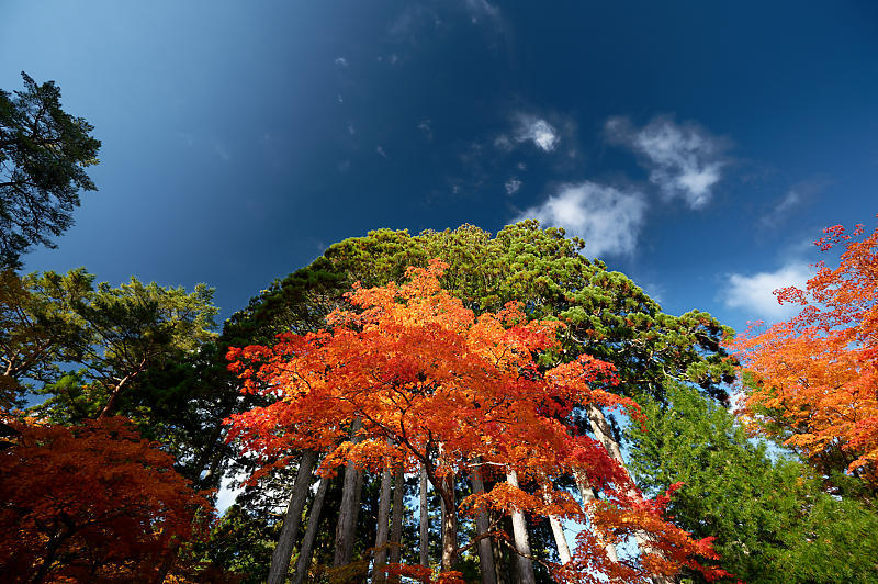 2021年和歌山の紅葉@高野山 其の三_f0032011_20552930.jpg