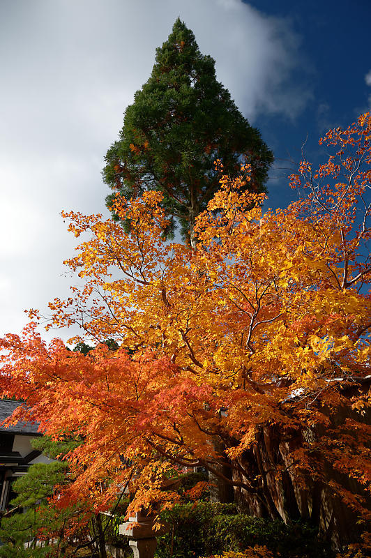 2021年和歌山の紅葉@高野山 其の三_f0032011_20552935.jpg