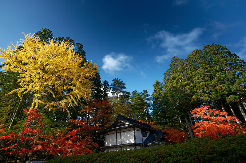 2021年和歌山の紅葉@高野山 其の三_f0032011_20552943.jpg