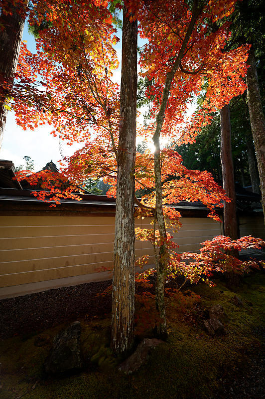 2021年和歌山の紅葉@高野山 其の三_f0032011_20552970.jpg