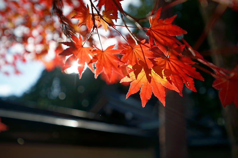 2021年和歌山の紅葉@高野山 其の三_f0032011_20552976.jpg