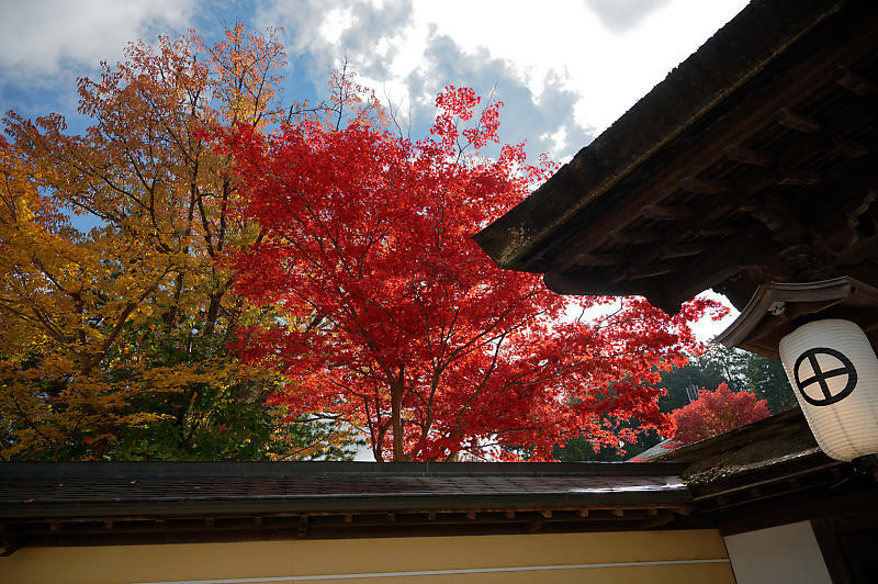 2021年和歌山の紅葉@高野山 其の三_f0032011_20553008.jpg