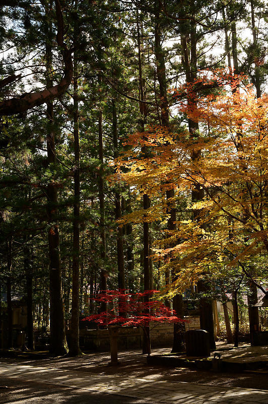 2021年和歌山の紅葉@高野山 其の三_f0032011_20573633.jpg