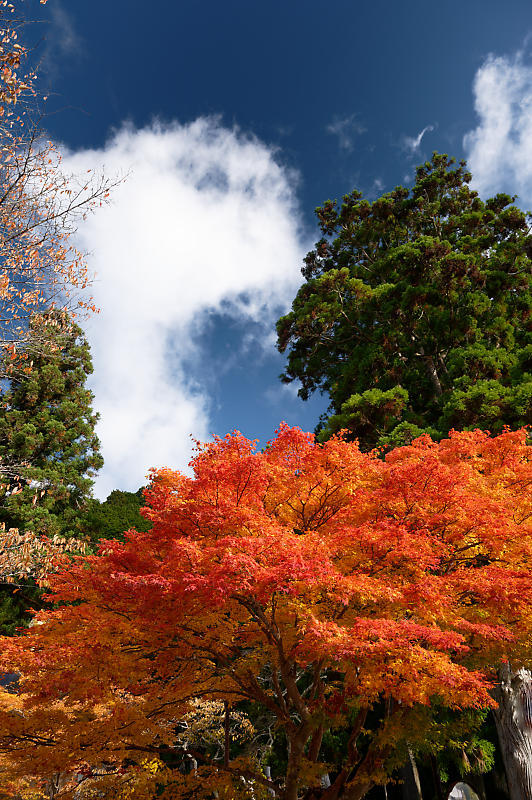 2021年和歌山の紅葉@高野山 其の三_f0032011_20573665.jpg