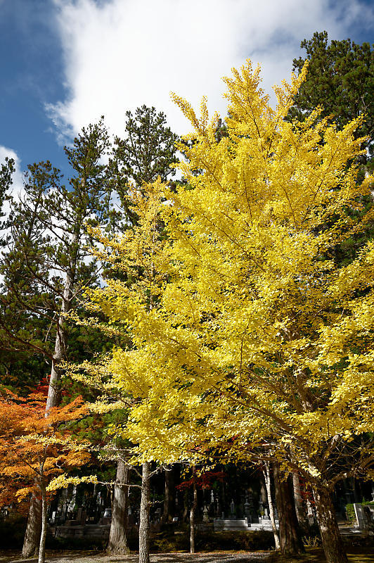 2021年和歌山の紅葉@高野山 其の三_f0032011_20573731.jpg
