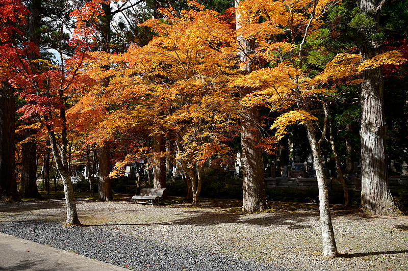 2021年和歌山の紅葉@高野山 其の三_f0032011_20573739.jpg