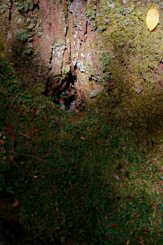 2021年和歌山の紅葉@高野山 其の三_f0032011_20573793.jpg