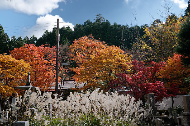 2021年和歌山の紅葉@高野山 其の三_f0032011_20573801.jpg