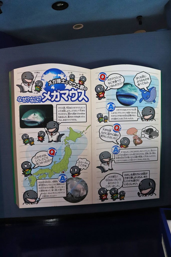 京急油壺マリンパーク～貴重な標本群③：メガマウスシャーク