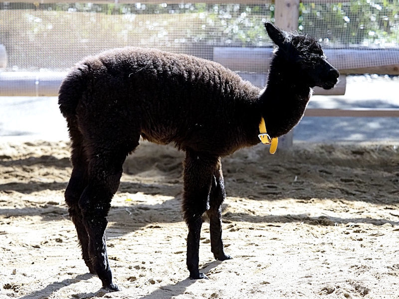 真っ黒でかわいいアルパカの赤ちゃん 動物園放浪記