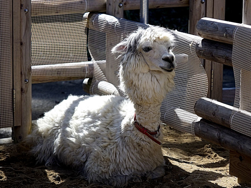 真っ黒でかわいいアルパカの赤ちゃん 動物園放浪記 真っ黒でかわいいアルパカの赤ちゃん 動物園放浪記