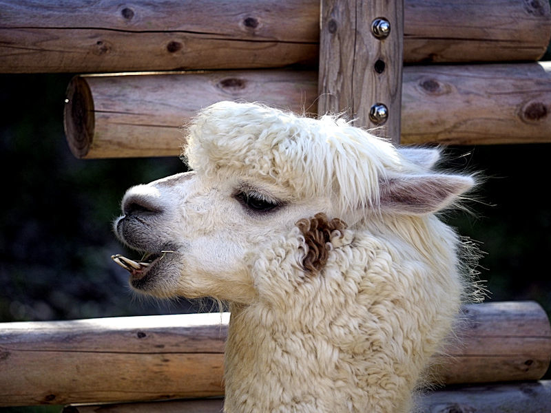 真っ黒でかわいいアルパカの赤ちゃん 動物園放浪記