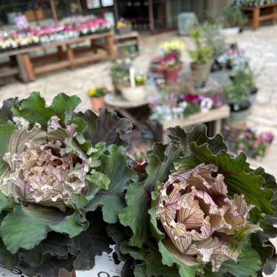 ハボタン 入荷しました ブレスガーデン Breath Garden 大阪 泉南のお花屋さんです ハボタン 入荷しました ブレスガーデン Breath Garden 大阪 泉南のお花屋さんです