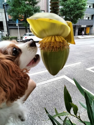 さらば芭蕉！チャコ_e0285305_11434089.jpg