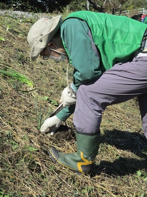 安全確保の盛土工事で高くなった滝川の土手にヒガンバナの球根を植え付け_f0141310_07360042.jpg