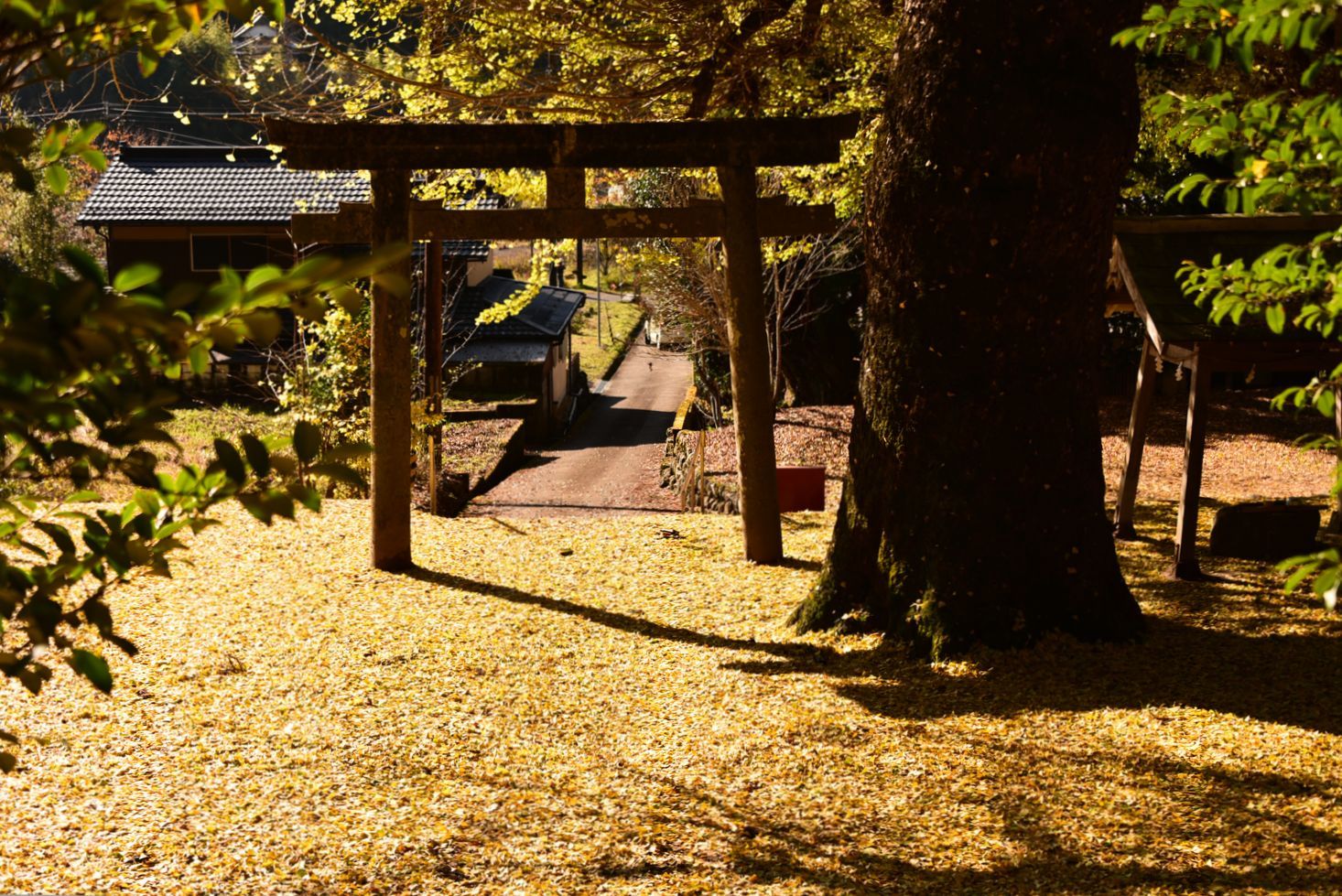 宇陀郡御杖村土屋原 春日神社内のイチョウ 奈良 桜井の歴史と社会