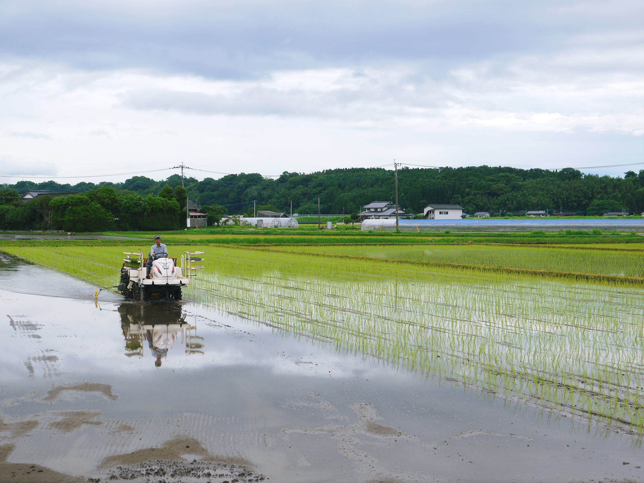 熊本の美味しいお米を紹介(2021) その1:七城米(長尾さんのこだわりのお米)とことん手をかけて育てる匠のお米_a0254656_17331523.jpg