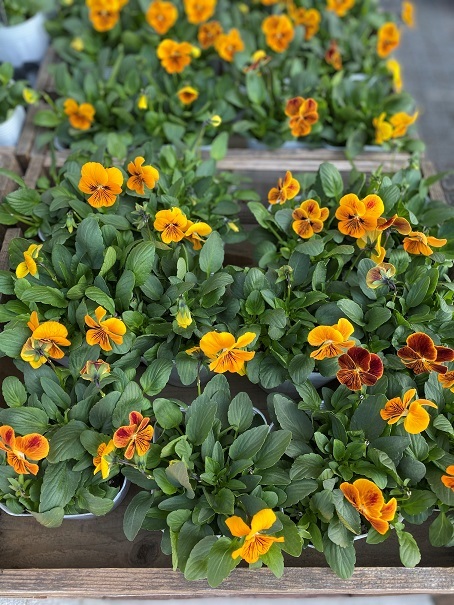 花苗入荷情報【’211115】_a0201358_15153049.jpg