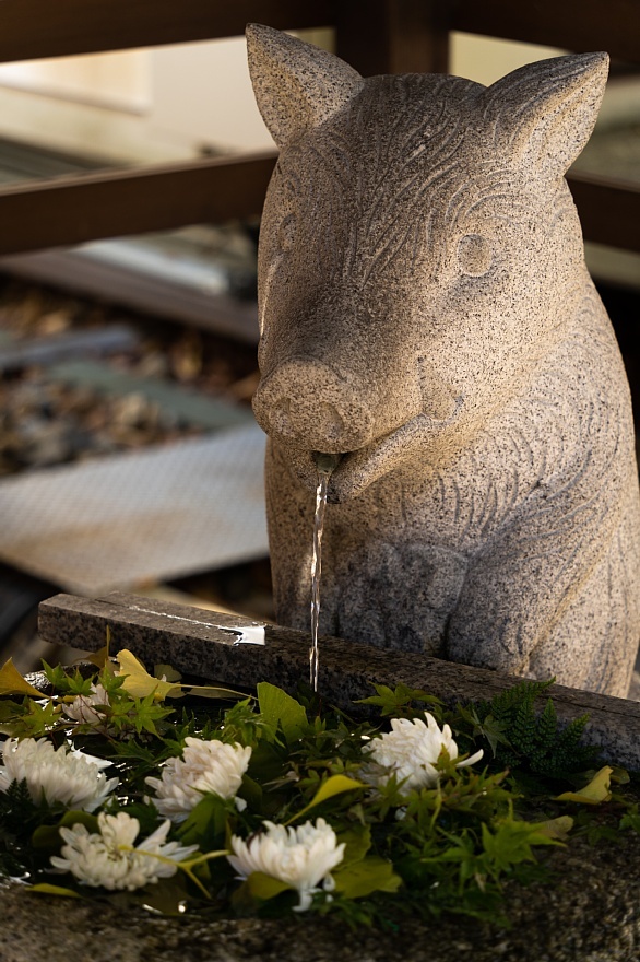 イノシシが跳梁跋扈する神社_d0353489_09190619.jpg