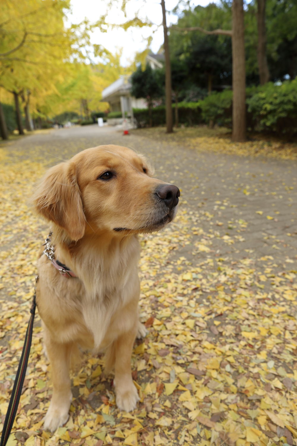 黄葉の南郷公園♪_b0275998_11102973.jpg