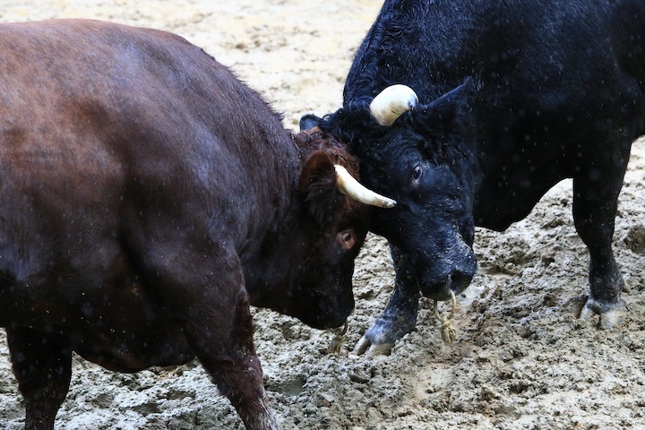 11/3 山古志闘牛 響-庵 後編_b0016600_20242331.jpeg