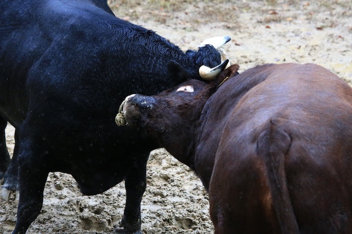 11/3 山古志闘牛 響-庵 後編_b0016600_20254798.jpeg