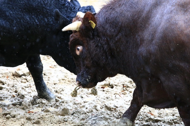 11/3 山古志闘牛 響-庵 後編_b0016600_20265047.jpeg